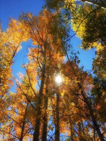 Aspen Leaves