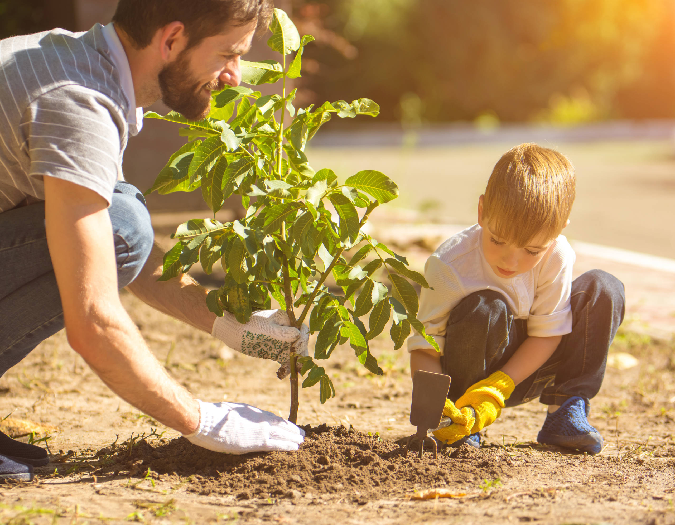 Песня я посадил дерево. Люди сажают деревья. Дети сажают деревья. Папа и сын сажают дерево. Мальчик сажает дерево.