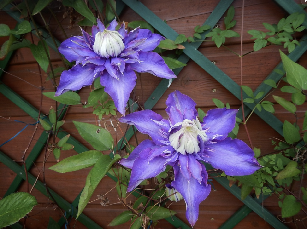 Fast Growing Vines & Plants for Pergolas & Trellises