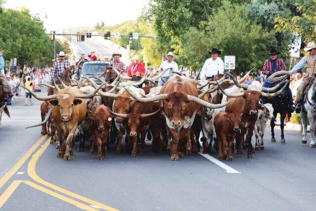 cattle-drive-2-640x427-2341270-2649367