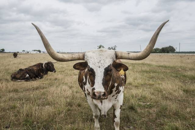 longhorn-pixabay-964876_1920-640x427-8407792-1242300